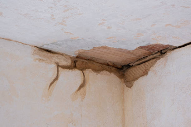 Best Mold removal after water damage  in Cottage Grove, MN